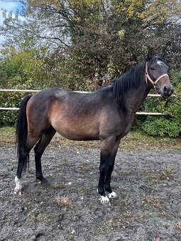 2 mladí WPB hřebci do sportu - 3