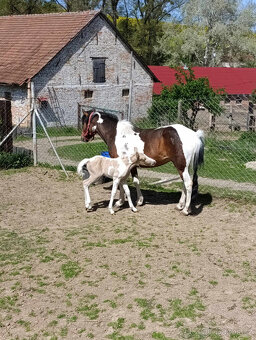 letošní kobylka pony - 3