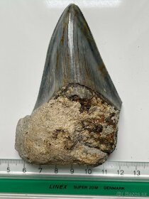 Megalodon Žraločí zub Délka 9,9 cm - Carcharodon megalodon - 3
