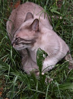 Bengálská kočka - kastrovaný kocour s PP - 3