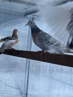 Koburský skřivan - 3