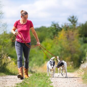 Kříženka typu teriéra - 3