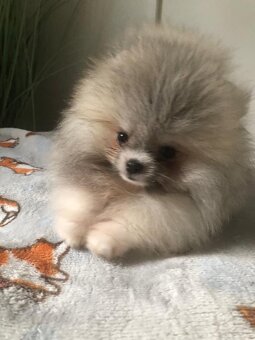Pomeranian s p.p - 3