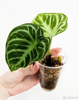 Anthurium silver blush - 3