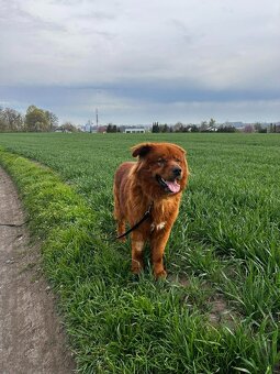 Chundelatý Brit - 3