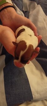 Štěňata Jack Russell teriér - 3