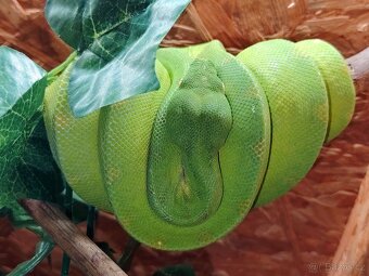 Morelia viridis - 3