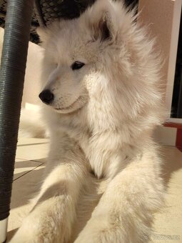 Samojed fena hledá kryti - 3