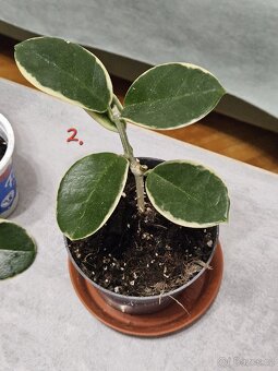 Pokojová rostlina - hoya různé - 3