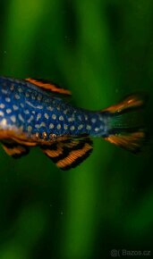 Danio perlové - 3