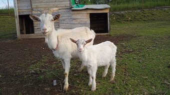 Geneticky bezrohý kozlík po alpském kozlovi - 3