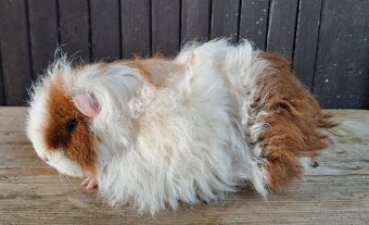 Samička texel, dlouhosrsté morče - 3
