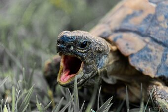 Suchozemské želvy a terária - osobní rozvoz po celé ČR - 3