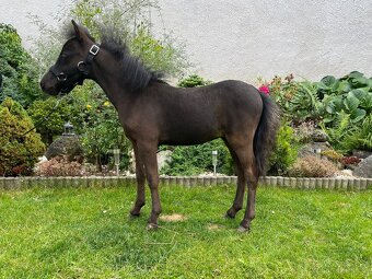 Minihorse hřebeček - 3