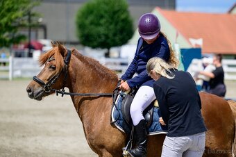 9ti-letý sportovní pony valášek - 3