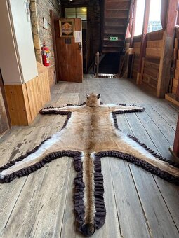 Pravá kůže z pumy - 3