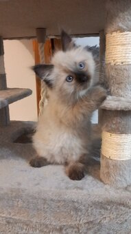 Kočka, Něvská maškaráda, sibiřská kočka, kočička s pp - 3