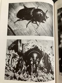 OBRÁZKY Z ŘÍŠE HMYZU - 3