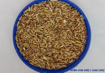 Lesknici, Oves nahý, Proso žluté a zelené a hrách - - 3