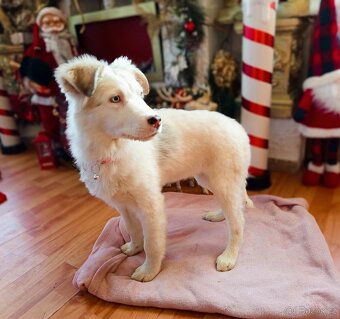 AUSTRALSKÝ OVČÁK ŠTĚŇÁTKO - 3