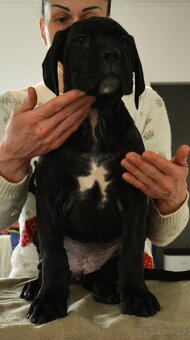 Cane corso s FCI rodokmeňom - 3