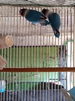 Agapornis škraboškový - 3