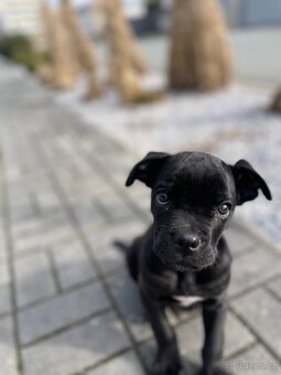 Prodám štěně  Cane Corso 3,5 měsíce. - 3