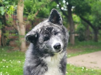 Akita inu štěně s průkazem původu, žíhaná fenka - 3