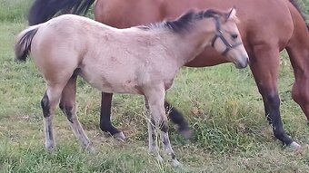 Nabízím QH klisnu a QH hrebecka s PP - 3