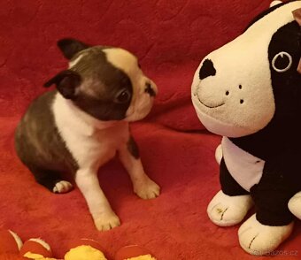 Boston,Bostonský teriér,Boston Terrier s PP - 3