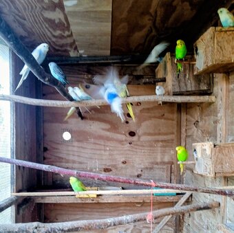 Prodám papoušky - 3