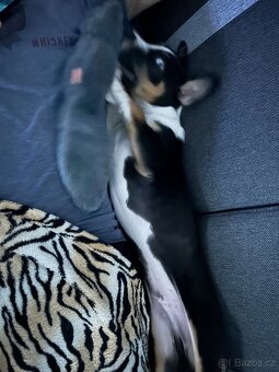 Štěně do dobrého domova - 3