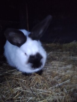 Prodám králíky. - 3