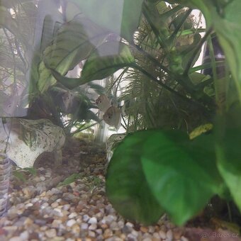 Akvárium, kompletní krásné - 3