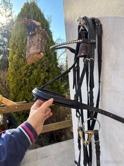 Anglická uzdečka - 3