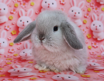 Zakrslí beránci NHD . - 3