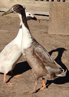 Indický běžec - 3