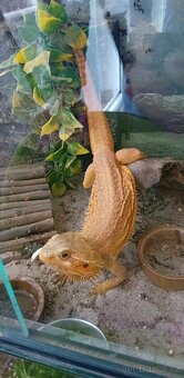 Agama s terariem - 3