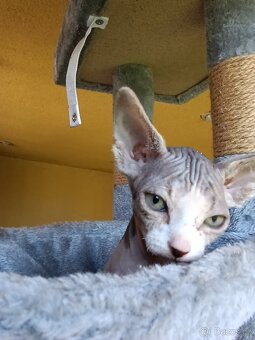 Sphynx koťátka - 3