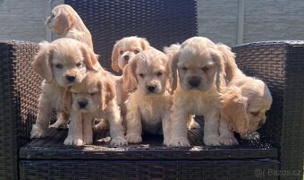 Americky Kokerspaniel-steniatka - 3
