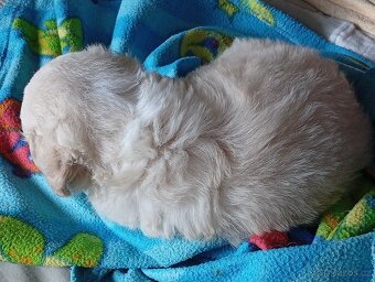 Maltipoo - 3