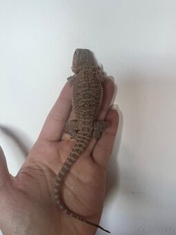 Agama vousata - 3