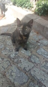 Darujeme zdarma koťátko - 3