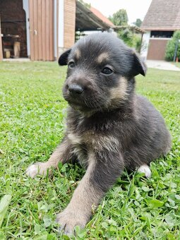 Štěňata křížence husky x labradora - 3
