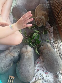 Zakrslý králík beránek ( perlový) - 3