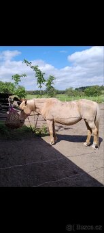 "Darujeme" koně ( rezervace) - 3