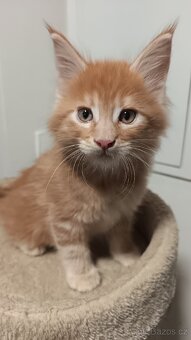 Mainská mývalí s PP - 3