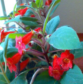 Kohlerie - Kohleria eriantha - zakořeněné řízky - 3