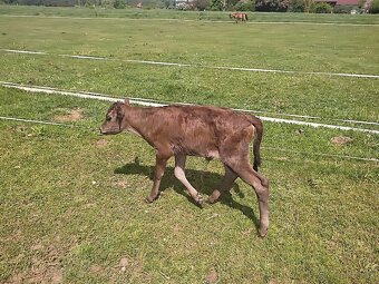 Ochočená Wagyu 50% jalovička - 3