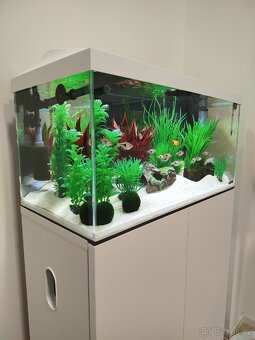 Prodám hromadu akvarijních kytek - 3